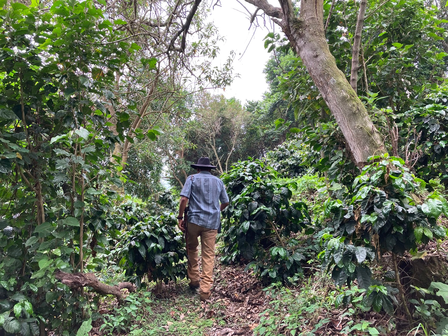 コーヒー生産者